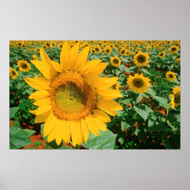 Affiches Champ de tournesols. District de Heidleberg (Devant)