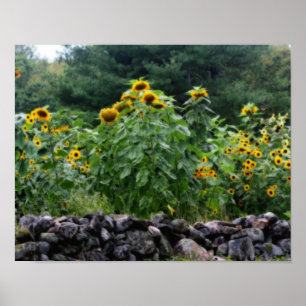 Affiches Champ De Tournesols Effet Orton
