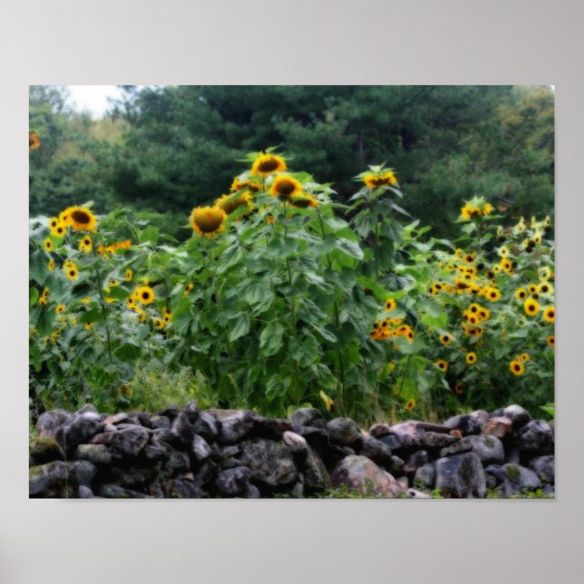 Affiches Champ De Tournesols Effet Orton (Devant)