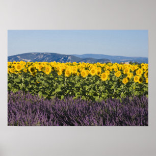 Affiches Champ de tournesols et fleurs de lavande,