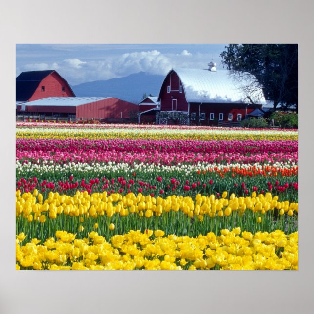 Affiches Champ de tulipes (Devant)