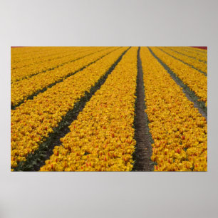 Affiches Champ de tulipes, Pays-Bas