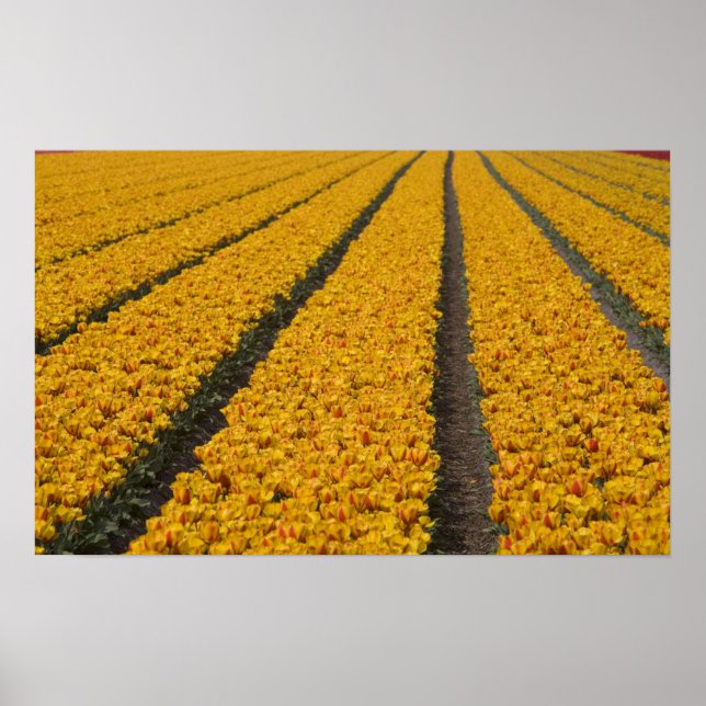 Affiches Champ de tulipes, Pays-Bas (Devant)