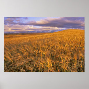 Affiches Champ d'orge en maturation le long des montagnes R