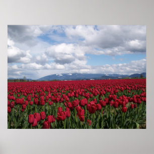 Affiches Champ Tulipe rouge