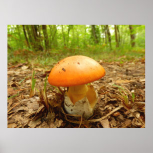 Affiches Champignon Amanita Césarée