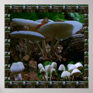 Affiches Champignon frais sauvages : Photographie exotique