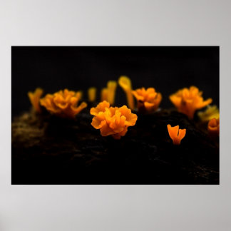 Affiches Champignons