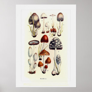 Affiches Champignons