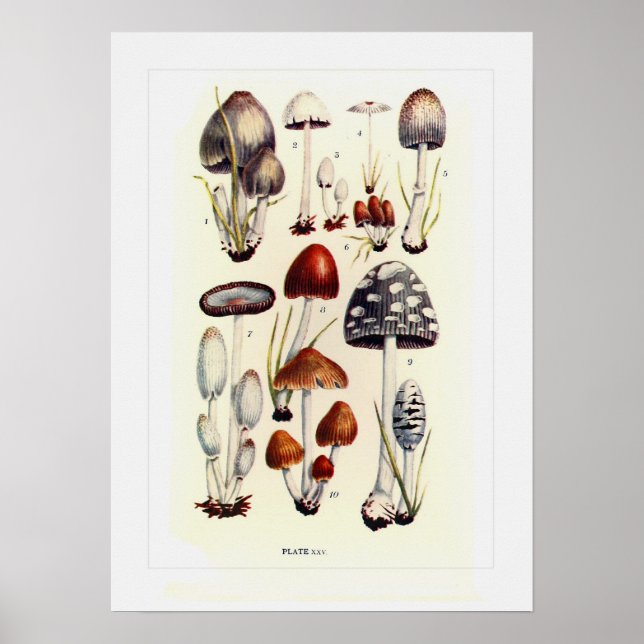 Affiches Champignons (Devant)