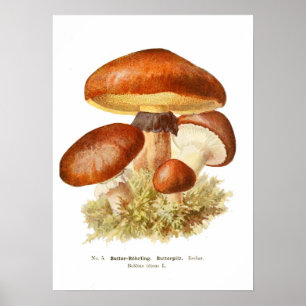Affiches Champignons