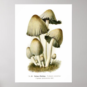 Affiches Champignons