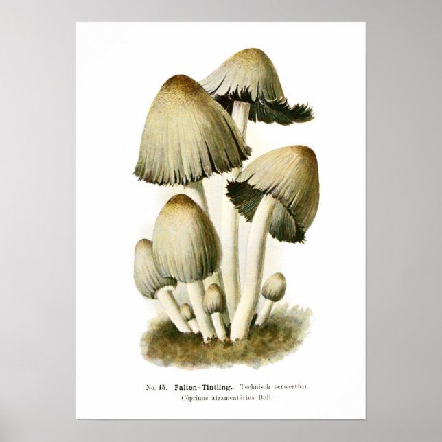 Affiches Champignons (Devant)