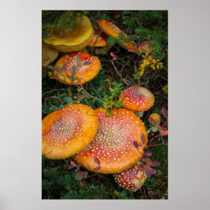 Affiches Champignons amanites tue-mouches au lac Mowich