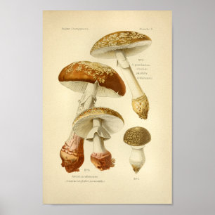Affiches Champignons Brown vintages Art