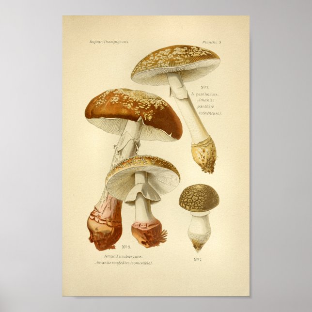 Affiches Champignons Brown vintages Art (Devant)