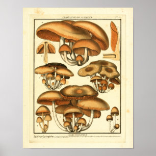 Affiches Champignons Brown vintages Art français Imprimer