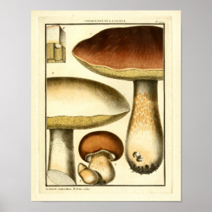 Affiches Champignons Brown vintages Art français Imprimer