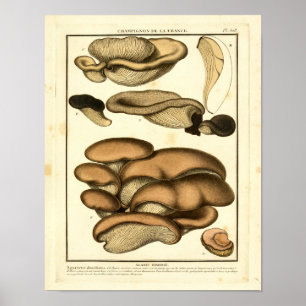 Affiches Champignons Brown vintages Art français Imprimer