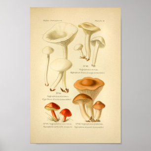 Affiches Champignons Brown vintages Art Imprimer Français