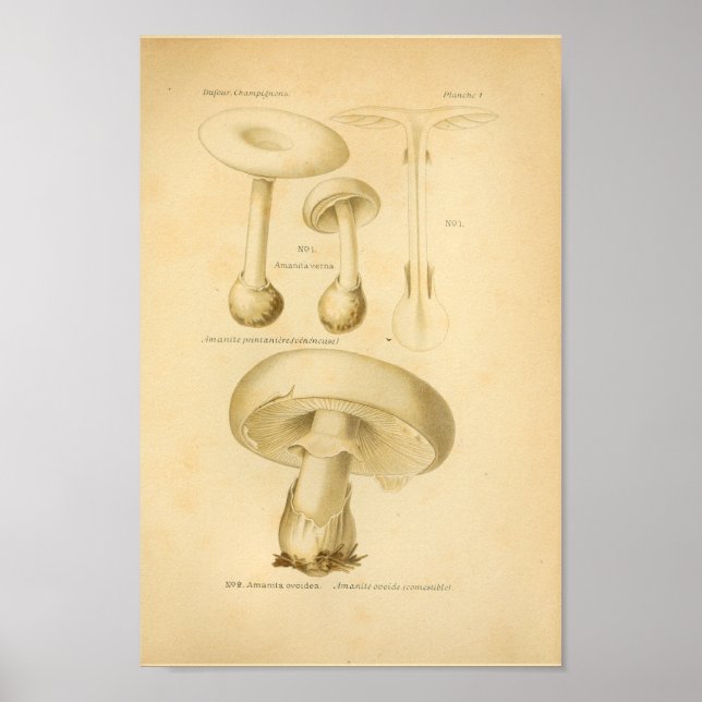 Affiches Champignons communs vintages Art Imprimer Français (Devant)