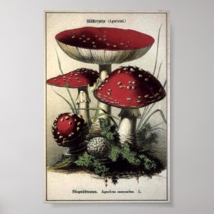 Affiches Champignons de muscarius d'agaricus