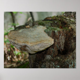 Affiches Champignons Sur L'Arbre Morte Stump Nature