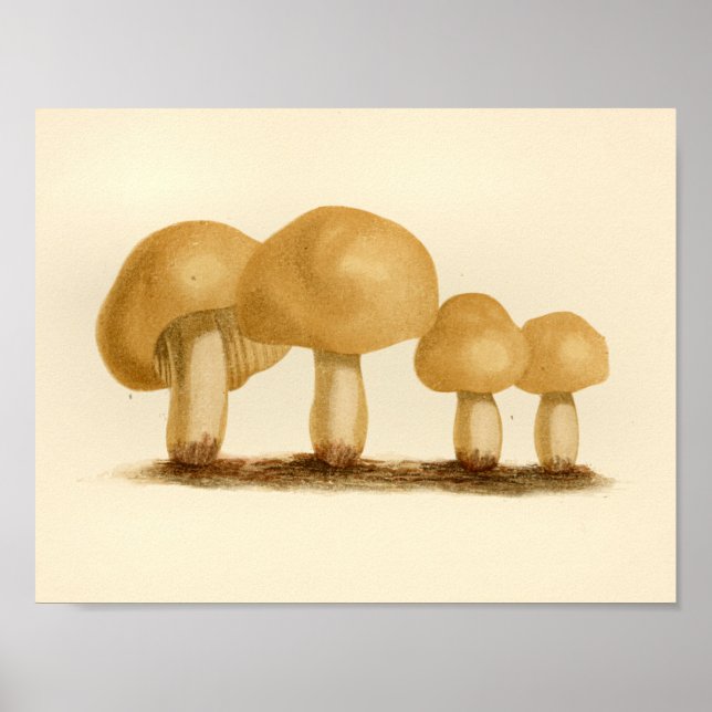 Affiches Champignons vintages 1861 Art Imprimer Jaune (Devant)