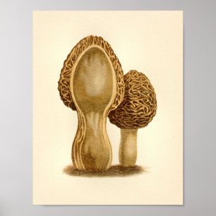 Affiches Champignons vintages 1861 Art Imprimer Morel Fungu
