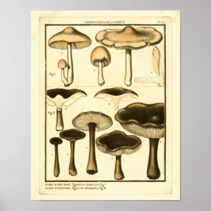 Affiches Champignons vintages Brown Black French Art Imprim
