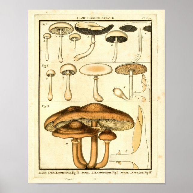 Affiches Champignons vintages Brown Blanc Art français Impr (Devant)