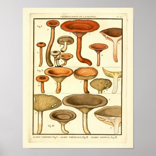 Affiches Champignons vintages Brown Red French Art Imprimer (Devant)