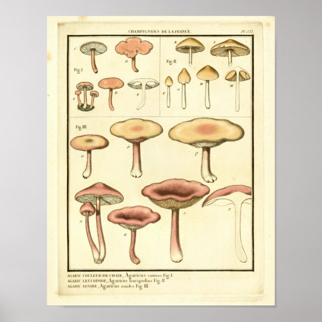 Affiches Champignons vintages Brown Rose Art Français Impri (Devant)