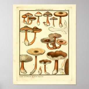 Affiches Champignons vintages Casquette Brown Art français