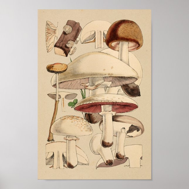 Affiches Champignons vintages Variétés Art Brown rouge Impr (Devant)