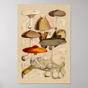 Affiches Champignons vintages Variétés Art Brown rouge Impr