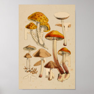 Affiches Champignons vintages Variétés Rouge Orange Art Imp