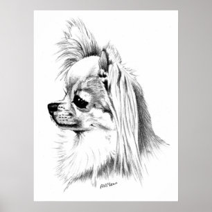 Affiches Championne du Longcoat Chihuahua