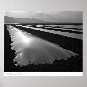 Affiches Champs de fraises avec couvertures de fumigation p