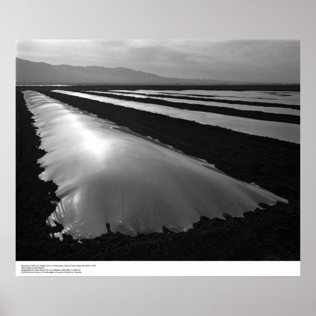 Affiches Champs de fraises avec couvertures de fumigation p (Devant)