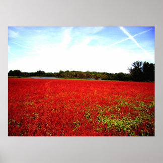 Affiches Champs de rubis