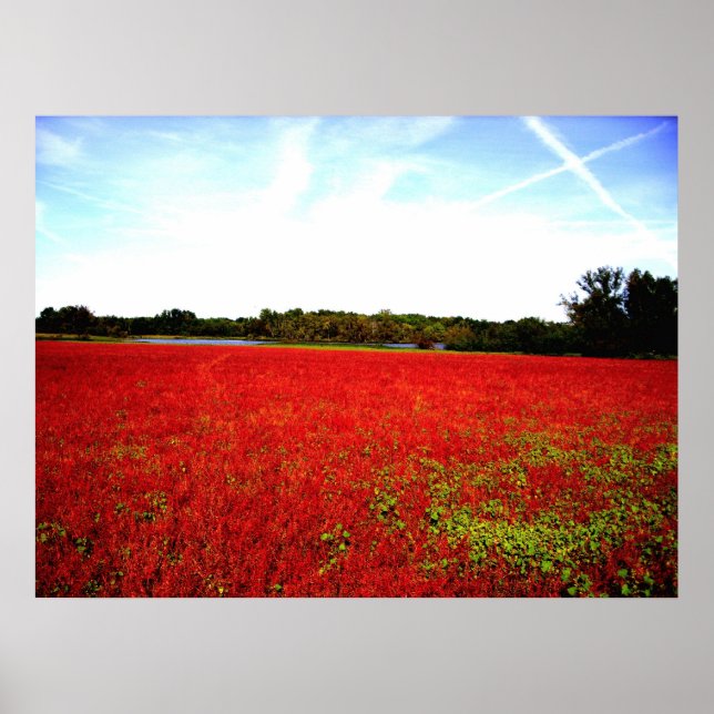 Affiches Champs de rubis (Devant)