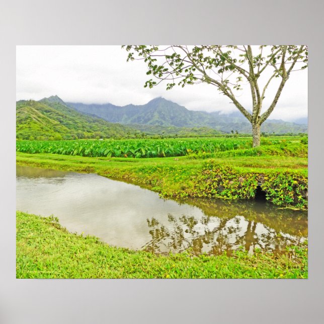 AFFICHES "CHAMPS DE TARO SUR LA ROUTE DE HANALEI" (Devant)
