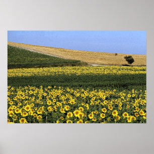Affiches Champs de tournesol, Toscane, Italie