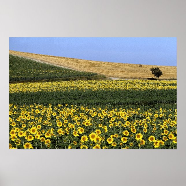 Affiches Champs de tournesol, Toscane, Italie (Devant)