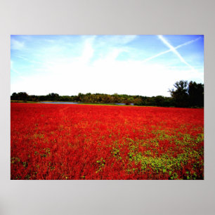 Affiches Champs des rubis