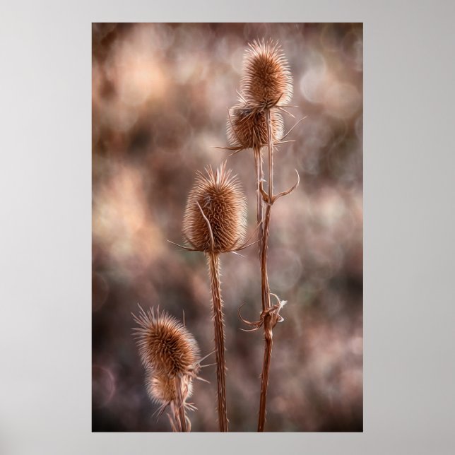 Affiches Chardon (Devant)