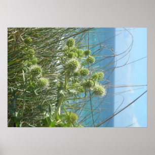Affiches chardon des dunes