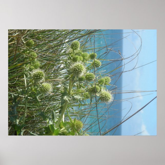 Affiches chardon des dunes (Devant)
