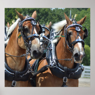 Affiches Chariot de colline de noix conduisant le concours